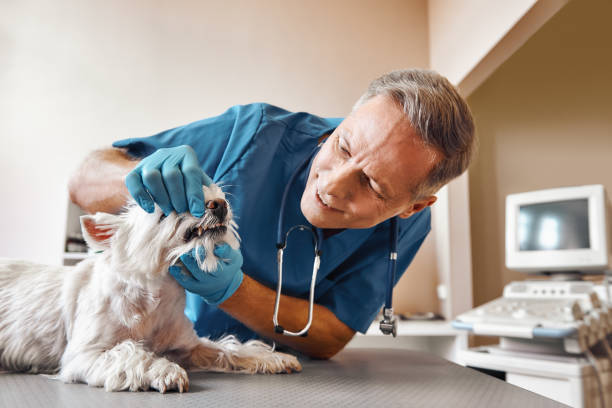 Best Emergency Care for Gum Disease in Ord, NE